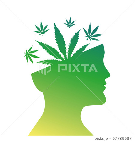 cannabis leaves in mans head silhouette 67739687