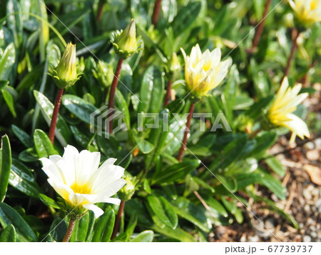 ガザニア 勲章菊の写真素材