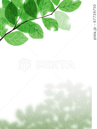 木漏れ日が輝く桜の葉と木陰【夏・グリーン】_4 67739750