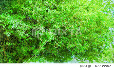garden in the evening garden in the evening 67739902