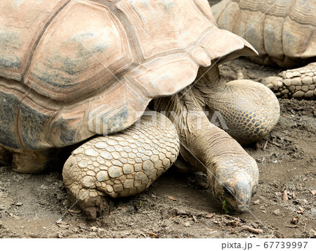 ケヅメリクガメ 67739997