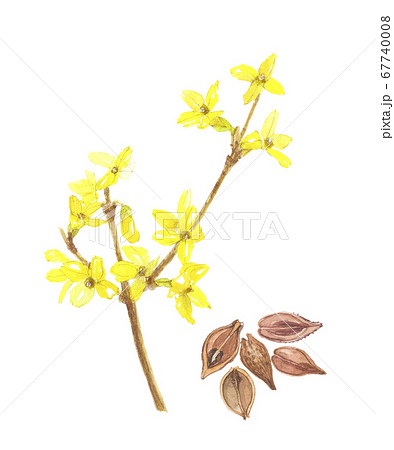 レンギョウの花と実のイラスト素材