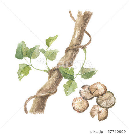 アケビの幹と茎 輪切りのイラスト素材 [67740009] - PIXTA