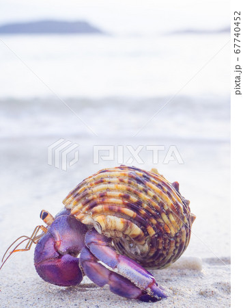 かわいいヤドカリ 67740452