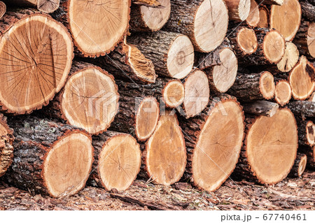Wooden logs of pine woods Wooden logs of pine woods 67740461