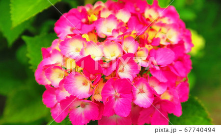 アジサイの花（西洋アジサイなど） 67740494