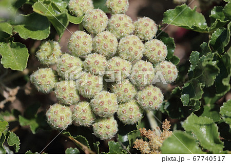 海浜植物「ハマボウフウ」 67740517