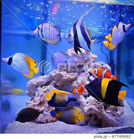 海水魚 67740692