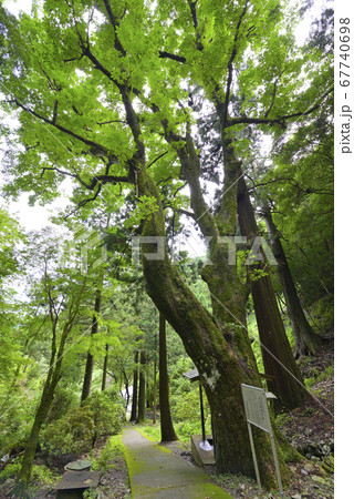 川又観音の栃（和歌山県日高郡印南町） 67740698