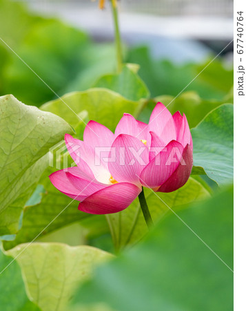 美しい満開の古代蓮 67740764