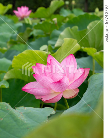 美しい満開の古代蓮 67740797