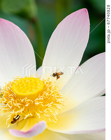 美しい満開の蓮とミツバチ 67740828