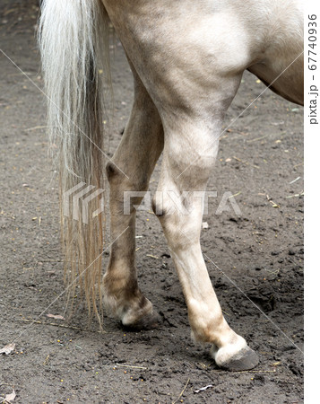 ウマ ドウサンバ ウマ ドウサンバ 67740936