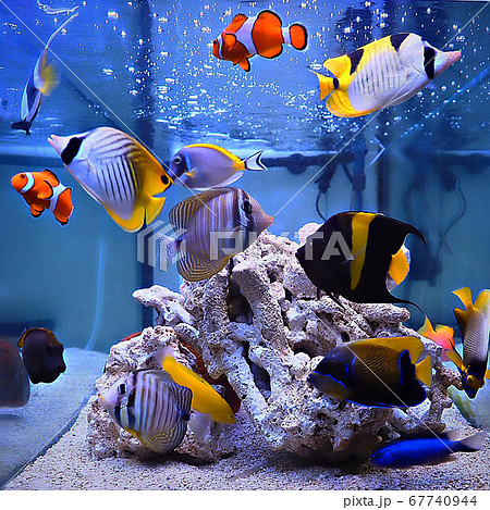海水魚 海水魚 67740944