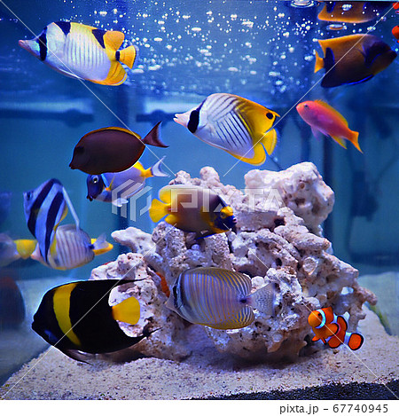 海水魚 海水魚 67740945