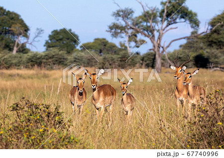 Impala antelope Namibia, africa safari wildlife 67740996