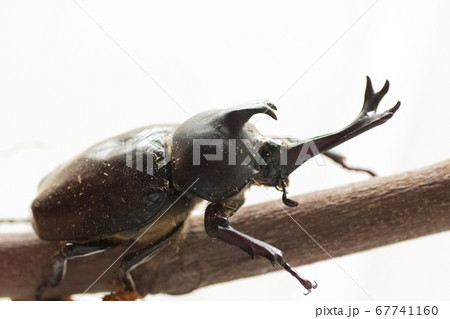 カブトムシ、出動 カブトムシ、出動 67741160