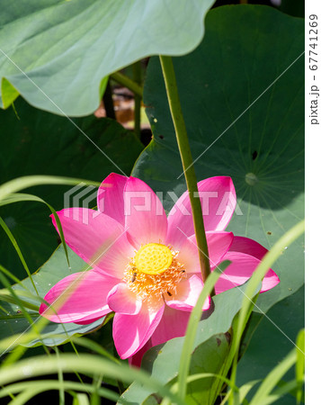 美しい満開の古代蓮 67741269