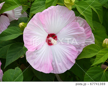 大輪の花を咲かせるアメリカ芙蓉の花の写真素材