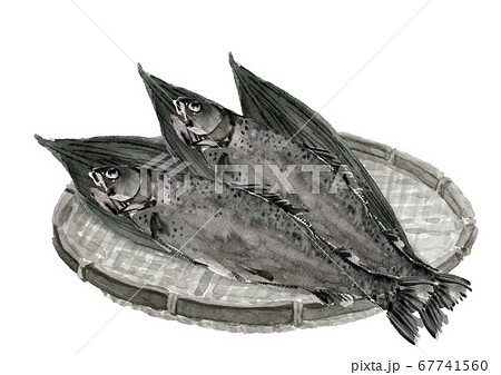 笊と笹と2尾のニジマス 虹鱒 魚 モノトーン 水墨画風 のイラスト素材
