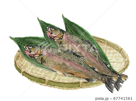 笊と笹と2尾のニジマス 虹鱒 魚 水彩 のイラスト素材