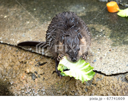 アメリカビーバー アメリカビーバー 67741609