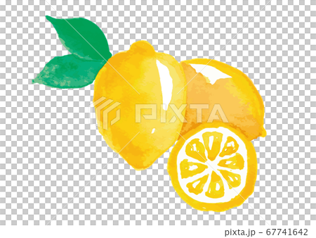 レモン 水彩 手描き レモン 水彩 手描き 67741642