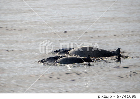 mother and baby calf Cuvier Goose Beaked whale mother and baby calf Cuvier Goose Beaked whale 67741699