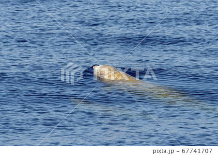 mother and baby calf Cuvier Goose Beaked whale 67741707