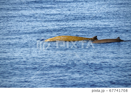 mother and baby calf Cuvier Goose Beaked whale mother and baby calf Cuvier Goose Beaked whale 67741708