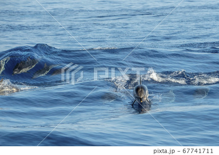 Dolphin while jumping in the sea at sunset Dolphin while jumping in the sea at sunset 67741711