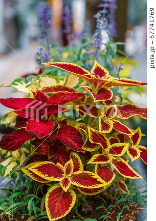 コリウス 葉を観賞する草花 コリウス 葉を観賞する草花 67741769