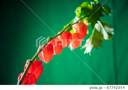 初夏に赤い実をつけ風情を醸し出すほうずき 初夏に赤い実をつけ風情を醸し出すほうずき 67742054