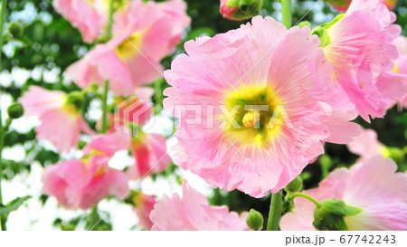 タチアオイのピンク色の花 タチアオイのピンク色の花 67742243