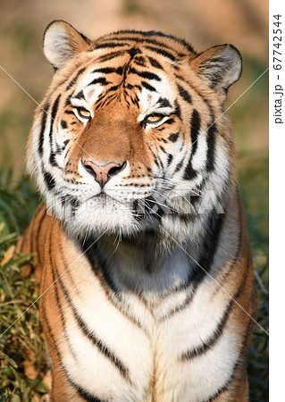 アムールトラ199 アムールトラ199 67742544