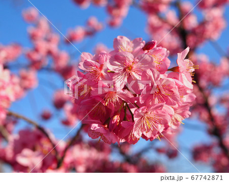 日本の春の風景の写真素材