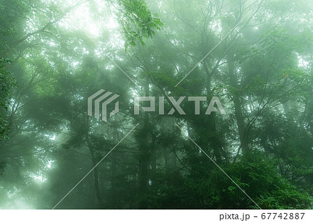霧に覆われた森の写真素材