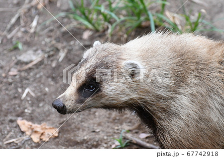 ニホンアナグマ39 ニホンアナグマ39 67742918