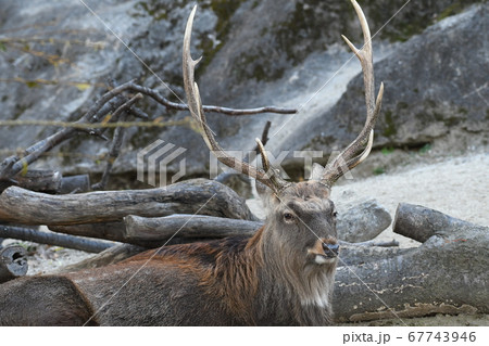 エゾシカ11 エゾシカ11 67743946