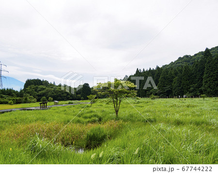 富士山の見える唯一の湿原富士宮市の小田貫湿原（梅雨） 67744222
