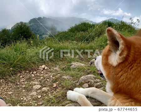 自然を満喫する秋田犬 67744655