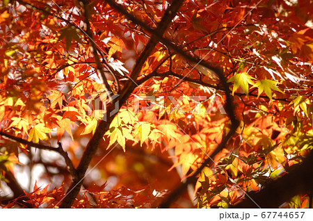 秋の風物詩　紅葉 67744657