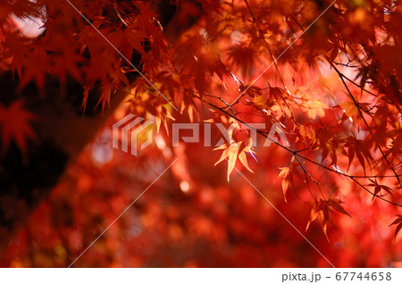 秋の風物詩　紅葉 67744658