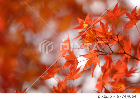 秋の風物詩　紅葉 67744664