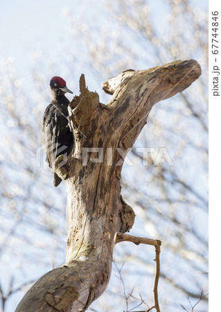 black woodpecker (Dryocopus martius) 67744846