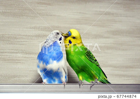 仲良しインコ 自由過ぎる年下インコにジャンボ君の対応が紳士的すぎる【仲良しインコ