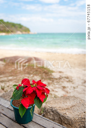 red leaves in front of beach red leaves in front of beach 67745158