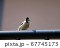 手すりにとまるスズメ 67745173