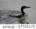川を泳ぐカワウ 67745175