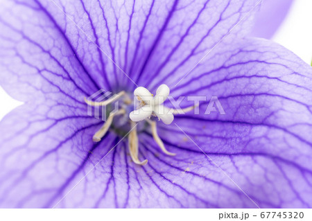 白い花のような桔梗の雌しべ 白い花のような桔梗の雌しべ 67745320